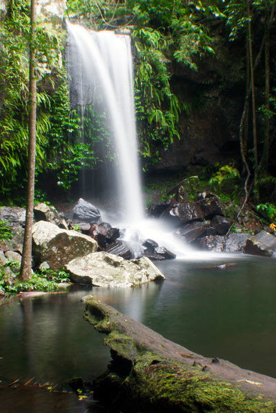 Rainforest Bathing Shirin Yoku